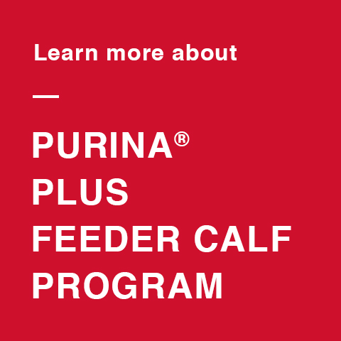 image of purina plus feeder calf program
