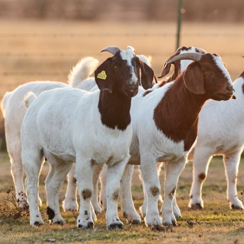Two goats standing in a fenced pasture during a sunset.