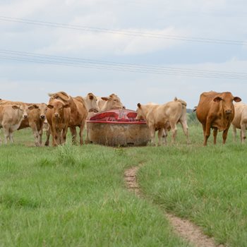White Oak Ranch Beefmaster cattle surround a liquid feed tank on green pasture.
