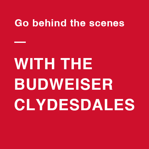 Join Purina to go behind the scenes with the Budweiser Clydesdales in Full Rein