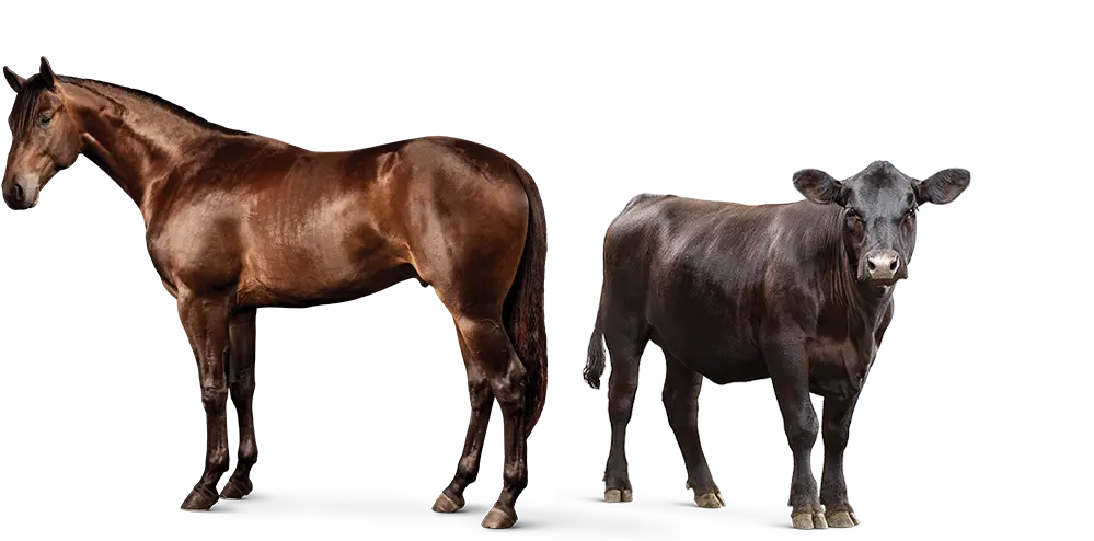 Horse and cow
