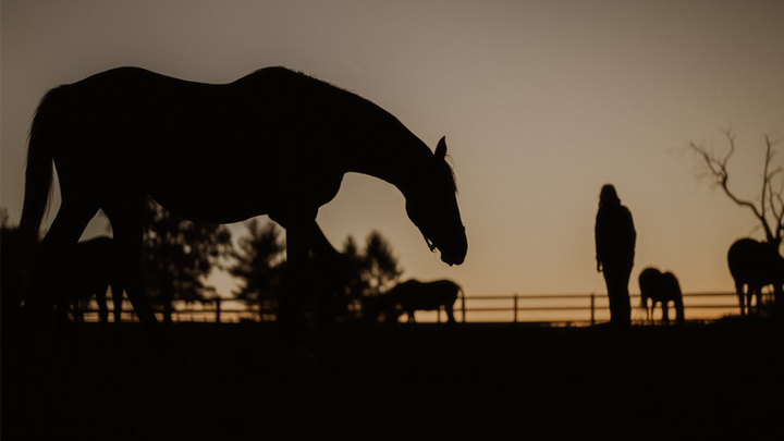 Image of horses at sunset with a person walking amongst them.