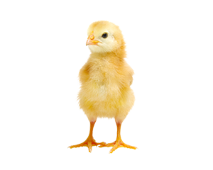 Commercial Poultry Pullet Image