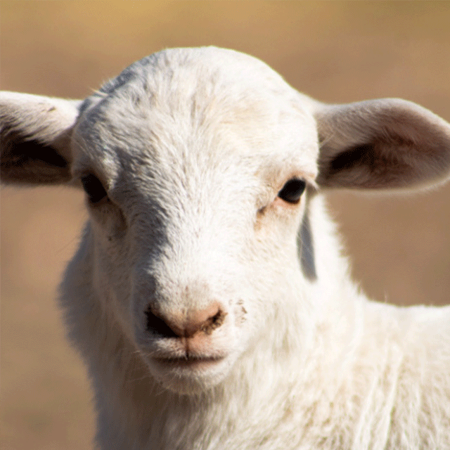 Close up of lamb face