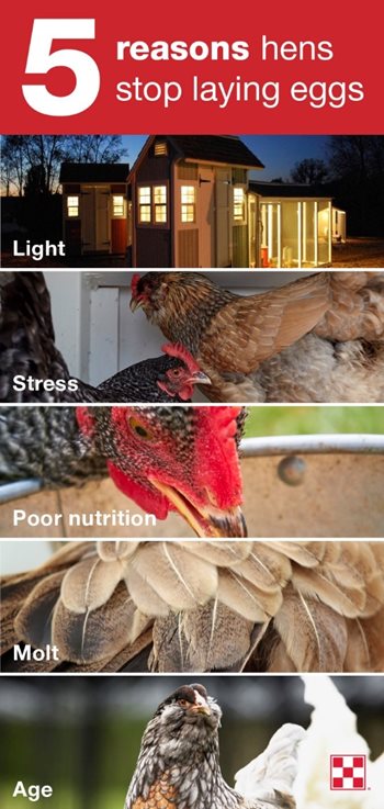 Chickens may stop laying eggs for many reasons, including amount of light, stress in the chicken coop, poor nutrition, molt and age.