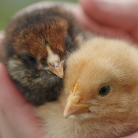 How to Tell Pullets from Cockerels: Sexing Baby Chicks| Purina Animal