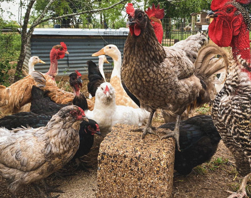 Chicken standing on a flock block