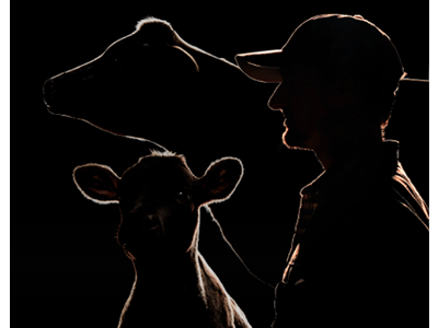Image of white outline of cow, calf and producer on a black background