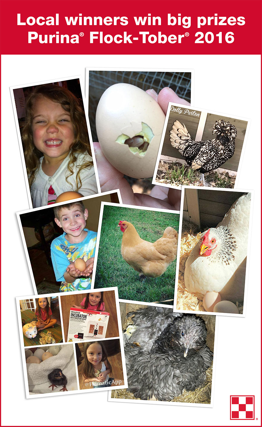 Communities rally to celebrate uplifting stories, hens with personality.