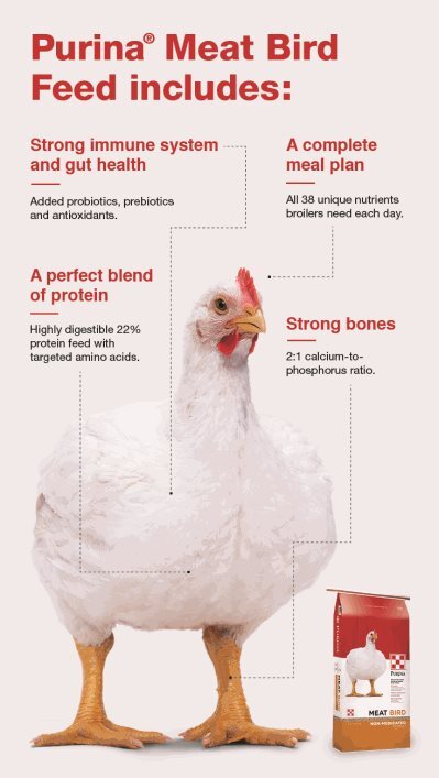 Purina<sup>®</sup> Meat Bird Feed is a high protein formula with targeted amino acids to help broiler chickens reach market weight efficiently.
