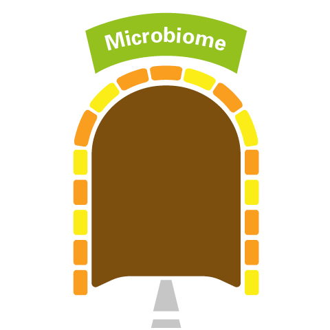 A tunnel provides the gateway to the microbiome. 