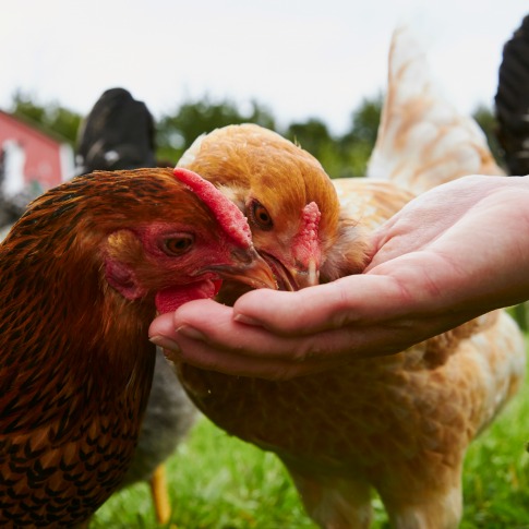 Can chickens eat dog food hot sale