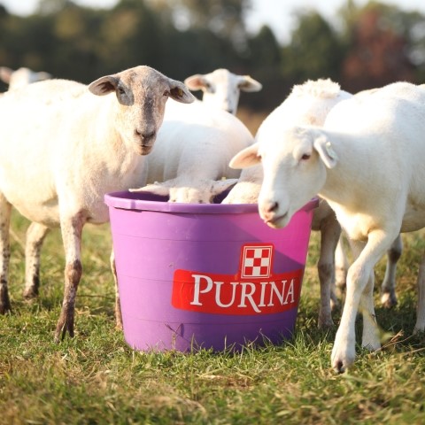 Five white sheep standing around a purple Purina tub.