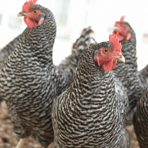 Three black and white hens standing in a backyard chicken coop.