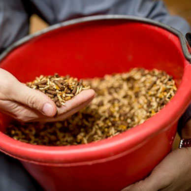 image of a bucket of horse feed