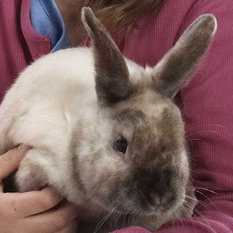 image of a rabbit being held