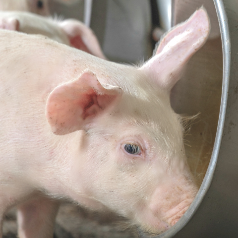 A weaned pig drinks water