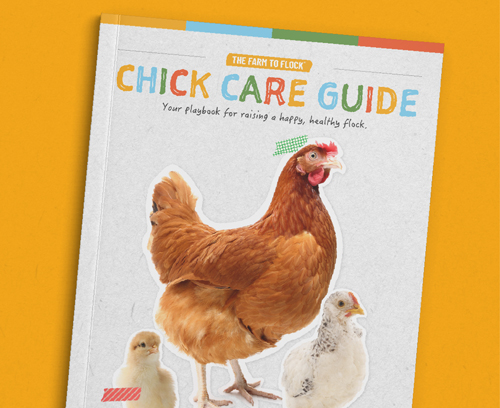 Image of the Chick Care Guide cover with whicte background and two chicks.
