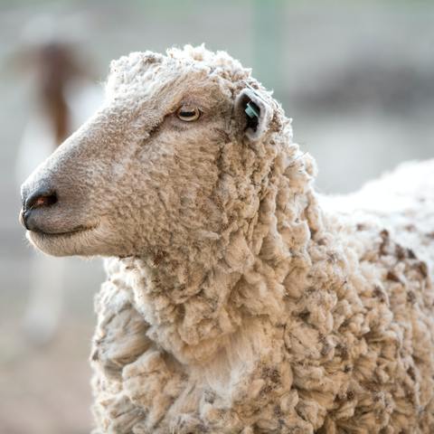 A single white-faced ewe facing the left with a Boer goat in the background.