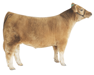 show chow cattle feed