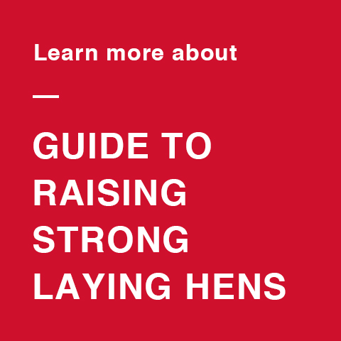 Download this guide to raising strong, healthy laying hens.