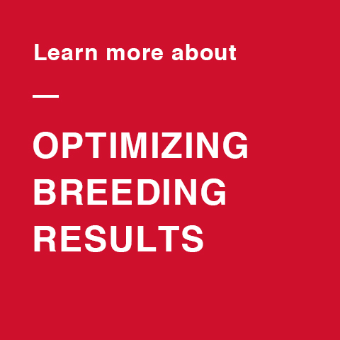 Learn how to optimize your breeding program with cattle nutrition for reproductive Success