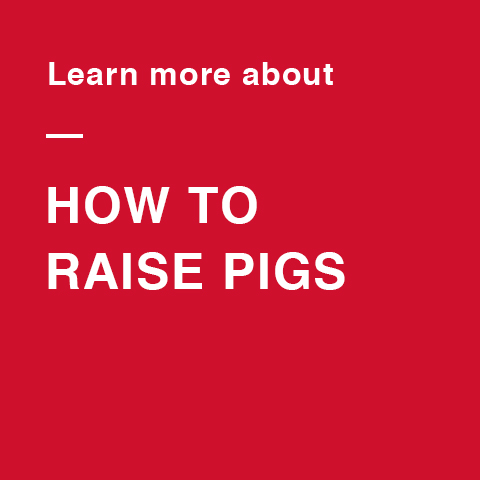 No matter why or how you’re raising pigs, make the most of your experience.