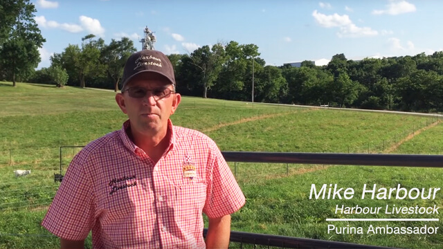 Purina Ambassador, Mike Harbour, discusses tips for a successful show lamb exercise program