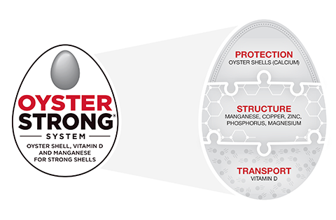 Image of Oyster Strong System Egg showing protection, structure, transport
