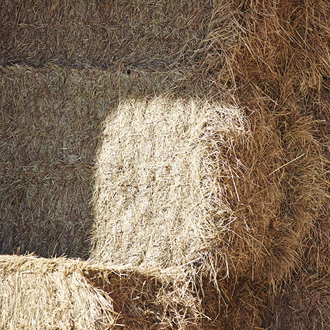 image of hay for horses