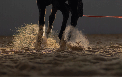 Image of a person training a horse