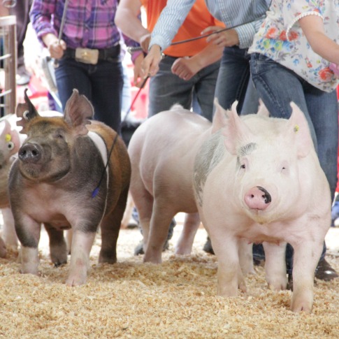 Tips on how to pick a show pig and develop a feeding program to create a show champion  