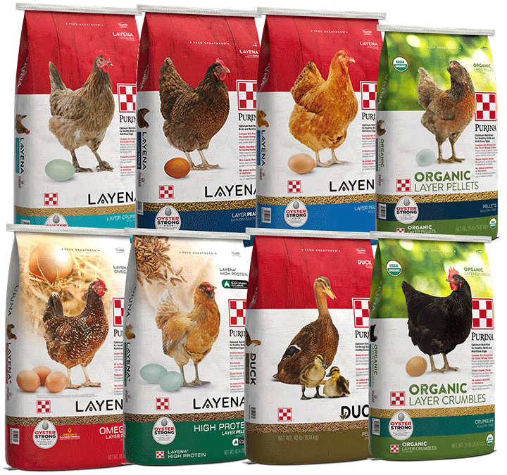 Purina Flock complete layer feed packages