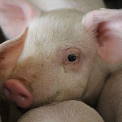 image of a creep feeding pig