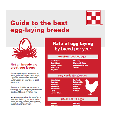 Chicken Breeds Egg Layers