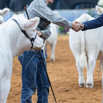 Precon® Complete Cattle Feed for Starting Calves | Purina