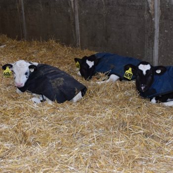 Calves at Ziegler Dairy Farm rest comfortably which is a high priority on the fifth-generation farm.
