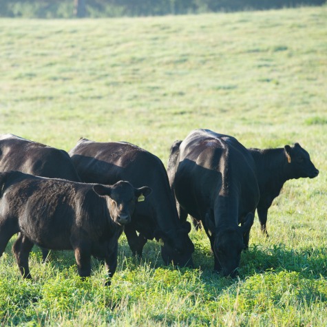 Angus cows and growing calves graze green fall pasture 