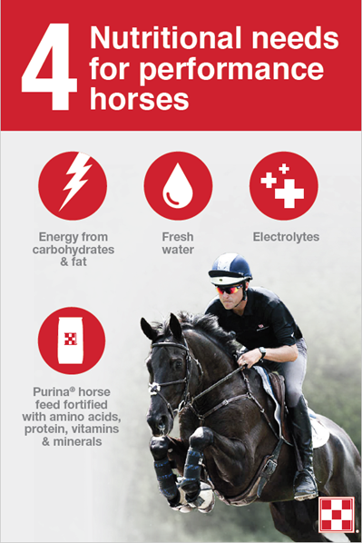 infographic of 4 nutritional needs for performance horses