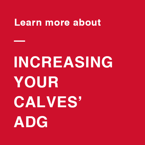Calculate the potential value of increasing your calves' ADG and get feeding recommendations.