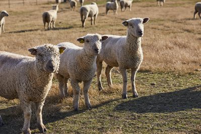 Three Southdown sheep stand in a group in a pasture.
