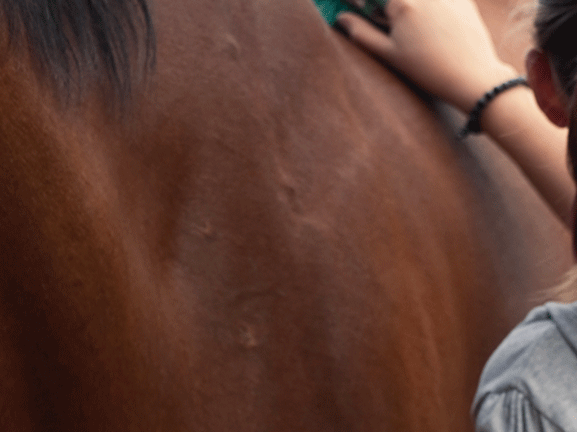Close up of a hard keeper horse eating, focused on providing proper nutrition for weight gain.