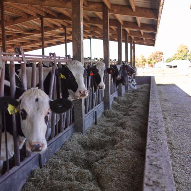 image of dairy cows in a barn