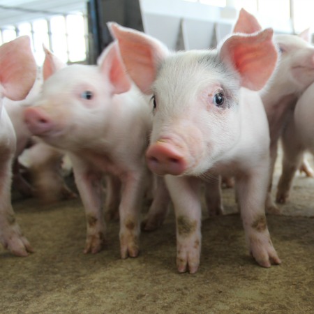 image of pigs on wean-to-finish program