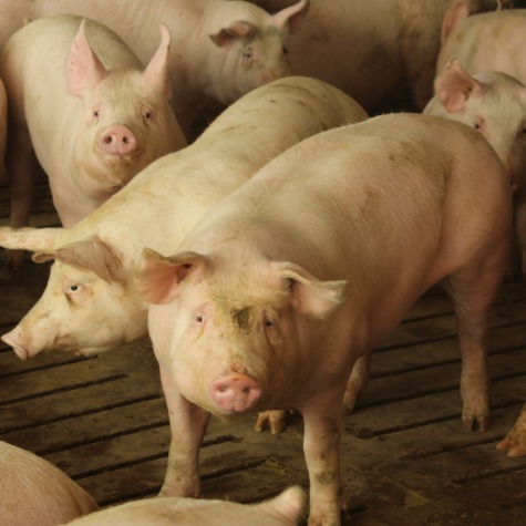 image of production pigs