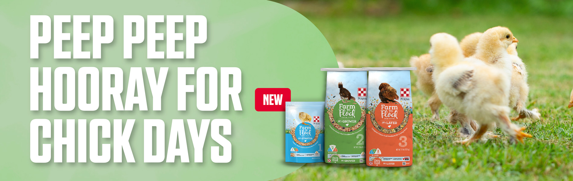 Chicks standing in green grass