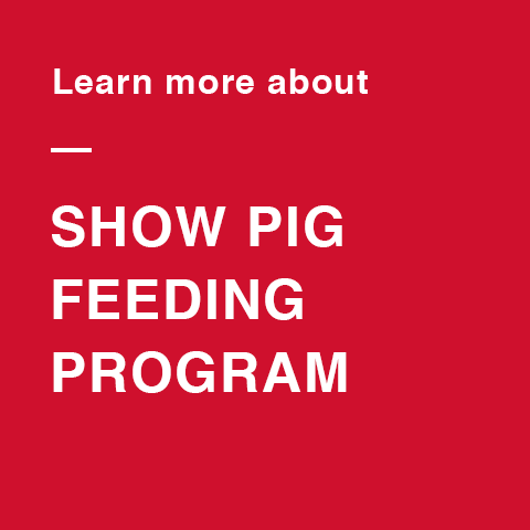Fuel the full potential of your ultra-modern show pigs with our complete show pig feed portfolio.