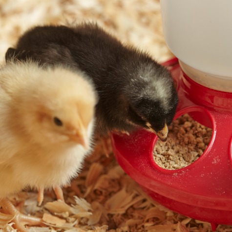 Image of a yellow chick and black chick eating from a feeder