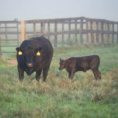 A mother cow’s trace mineral deficiency can lead to problems for her calf.