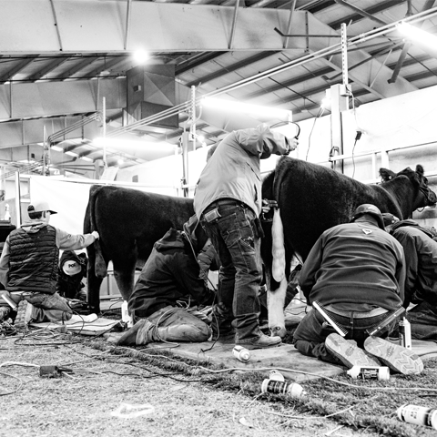 Image of calf being groomed for a show